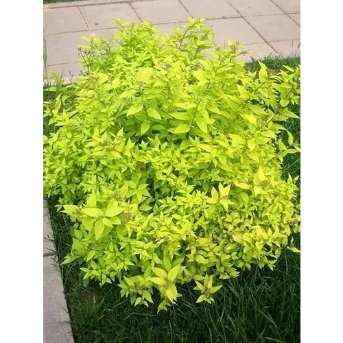 Спирея японская Голдфлейм (Goldflame) купить в Москве по цене от 399р ...
